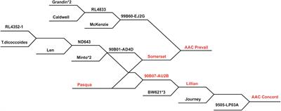 Genetic mapping of leaf rust (Puccinia triticina Eriks) resistance genes in six Canadian spring wheat cultivars